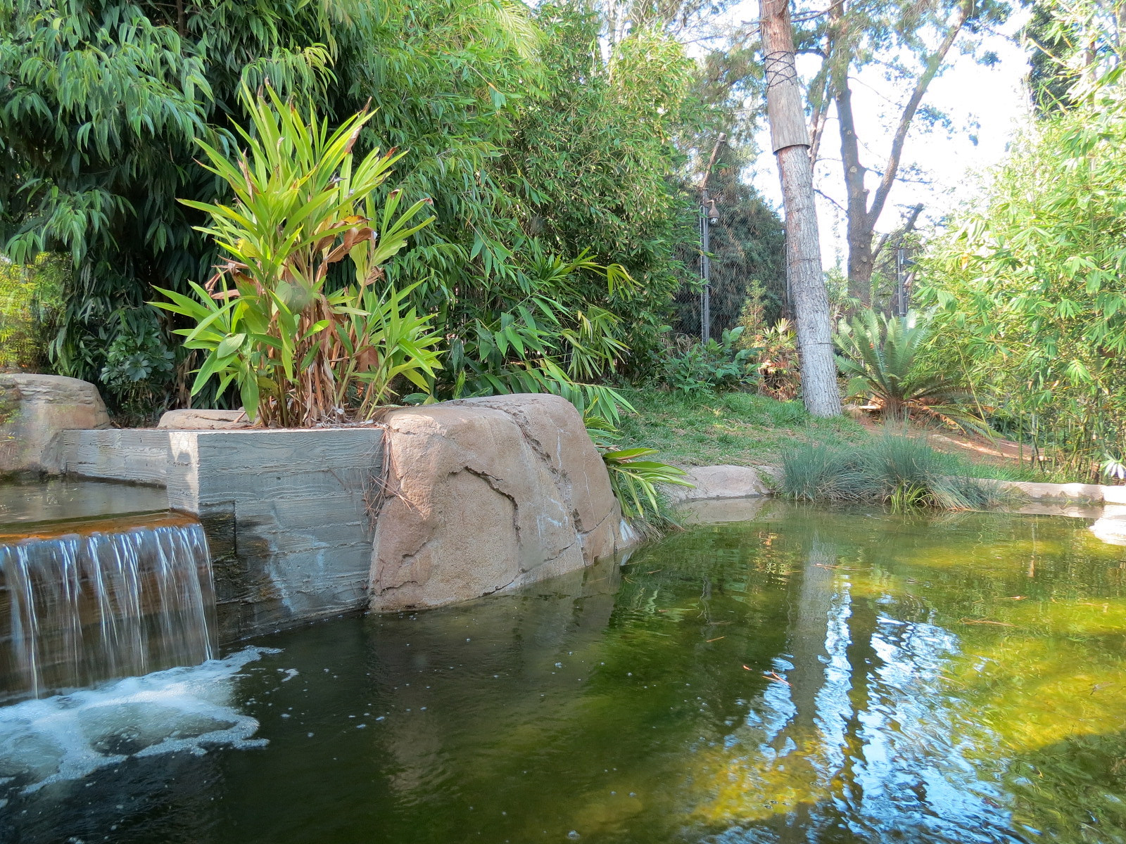 Tiger Trail - Second Sumatran Tiger Exhibit