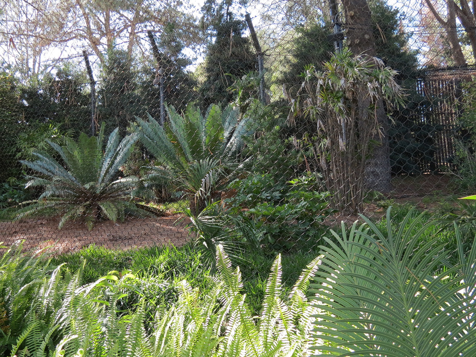 Tiger Trail - Second Sumatran Tiger Exhibit
