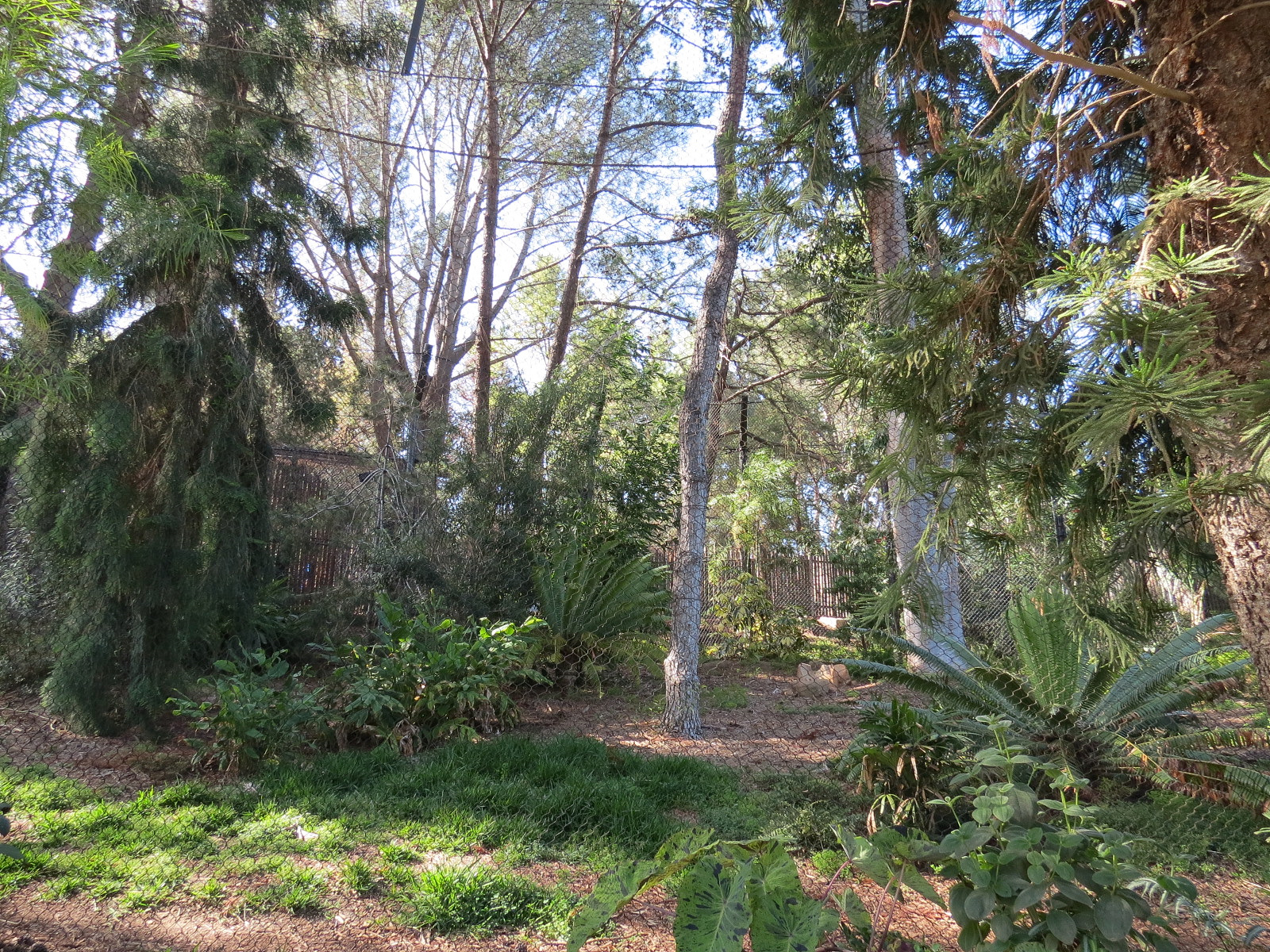 Tiger Trail - Second Sumatran Tiger Exhibit