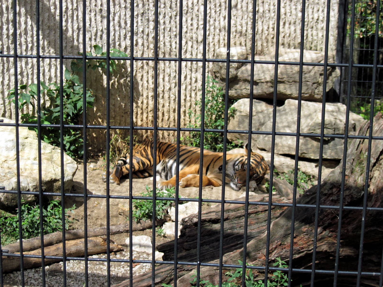 Tiger Trail-Sumatran Tiger