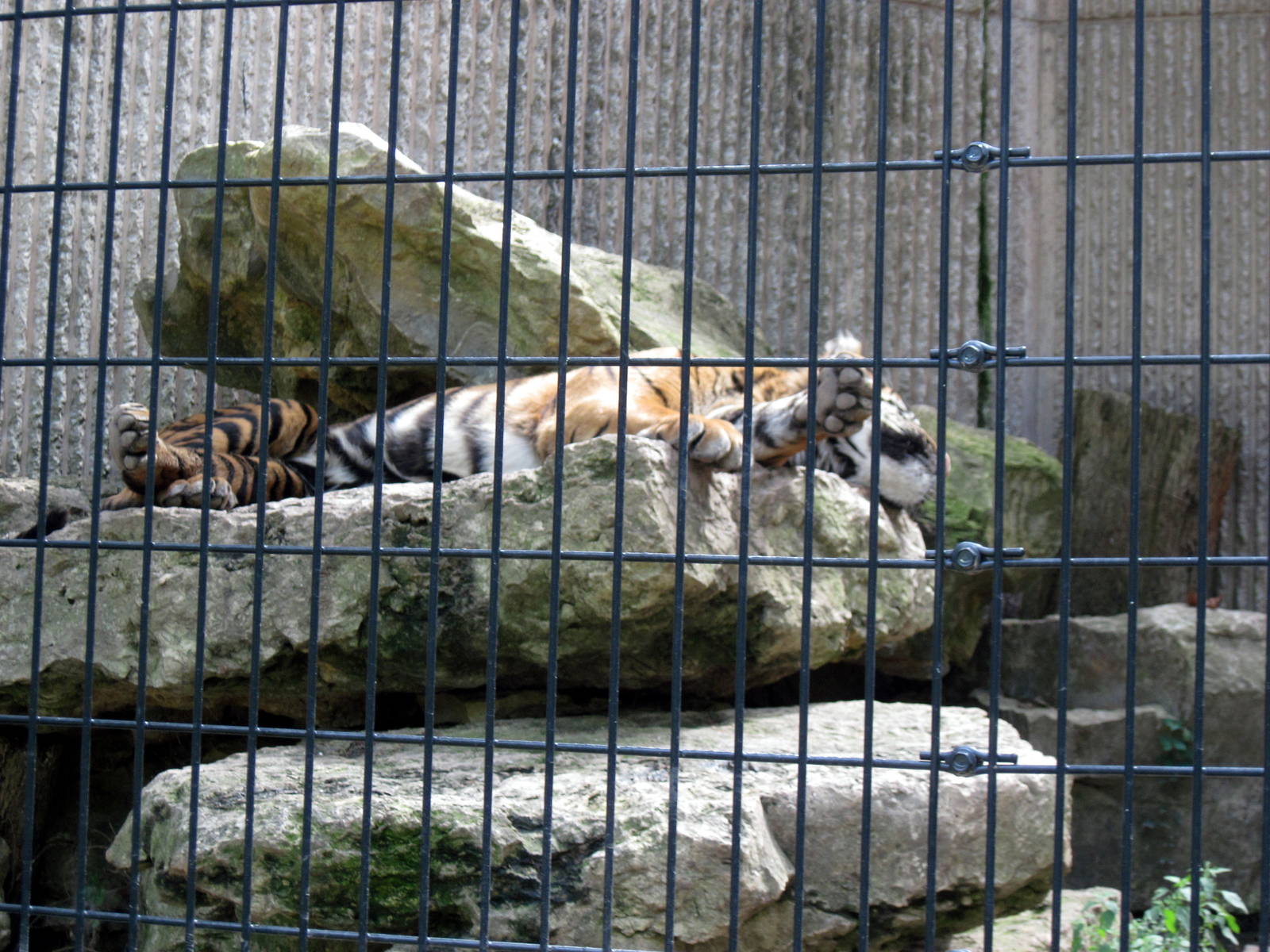 Tiger Trail-Sumatran Tiger
