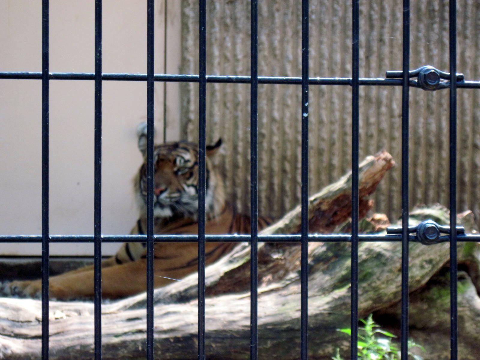 Tiger Trail-Sumatran Tiger