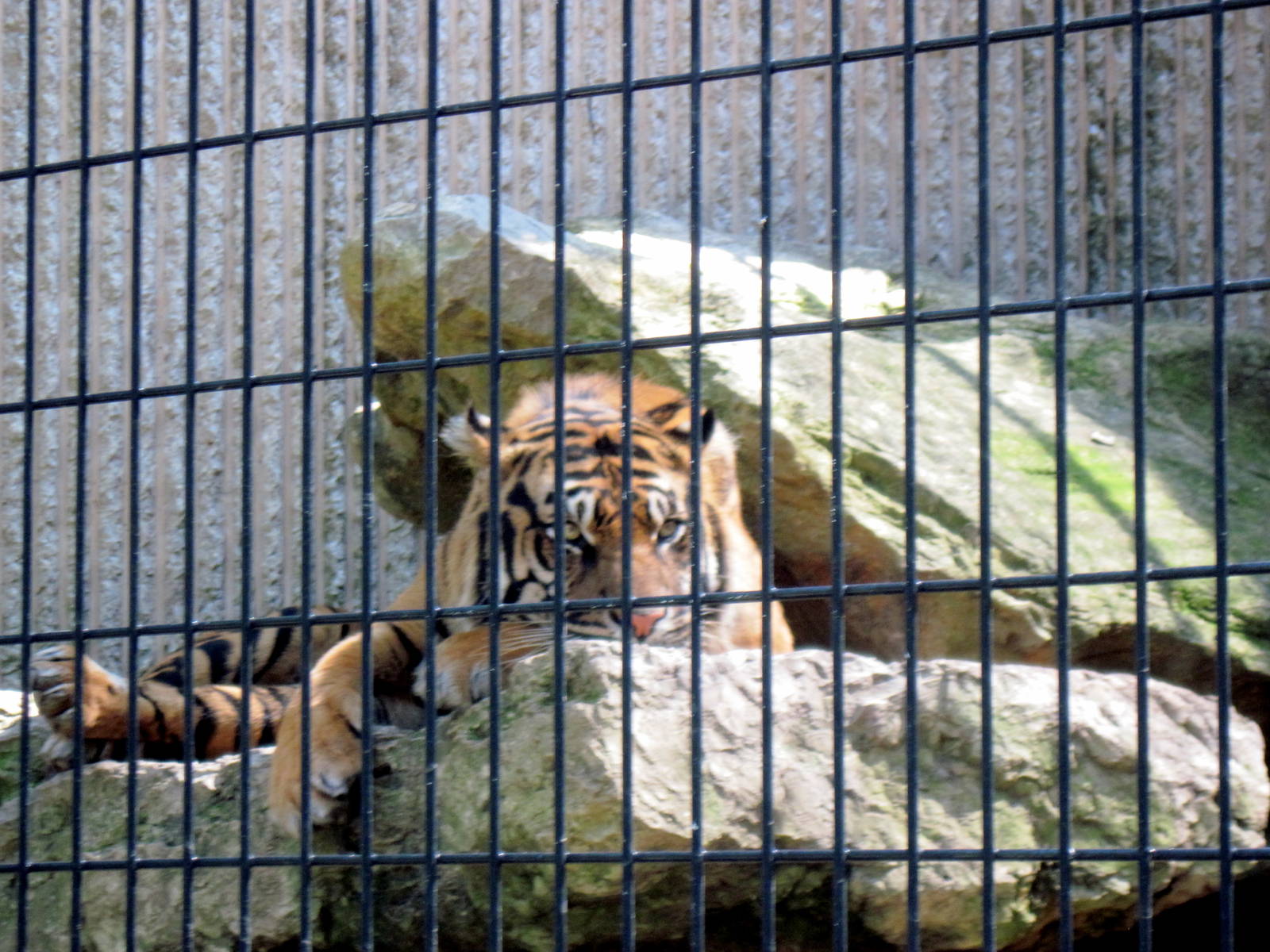 Tiger Trail-Sumatran Tiger