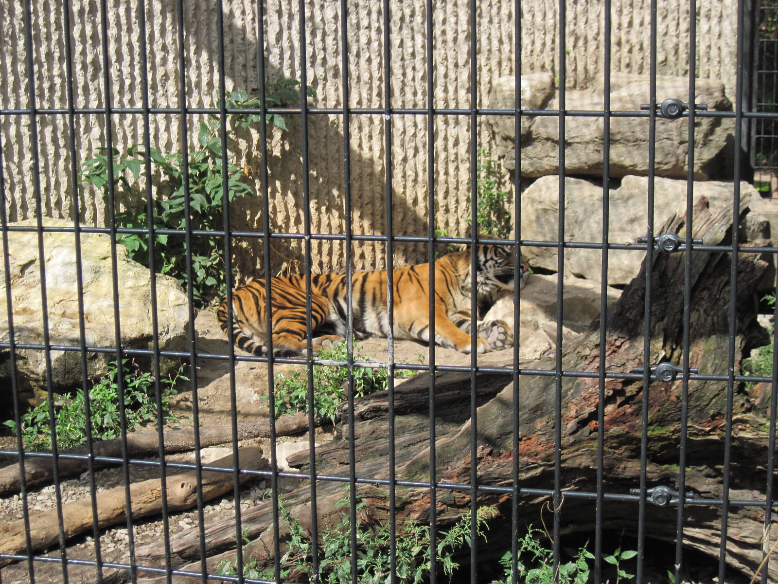 Tiger Trail-Sumatran Tiger