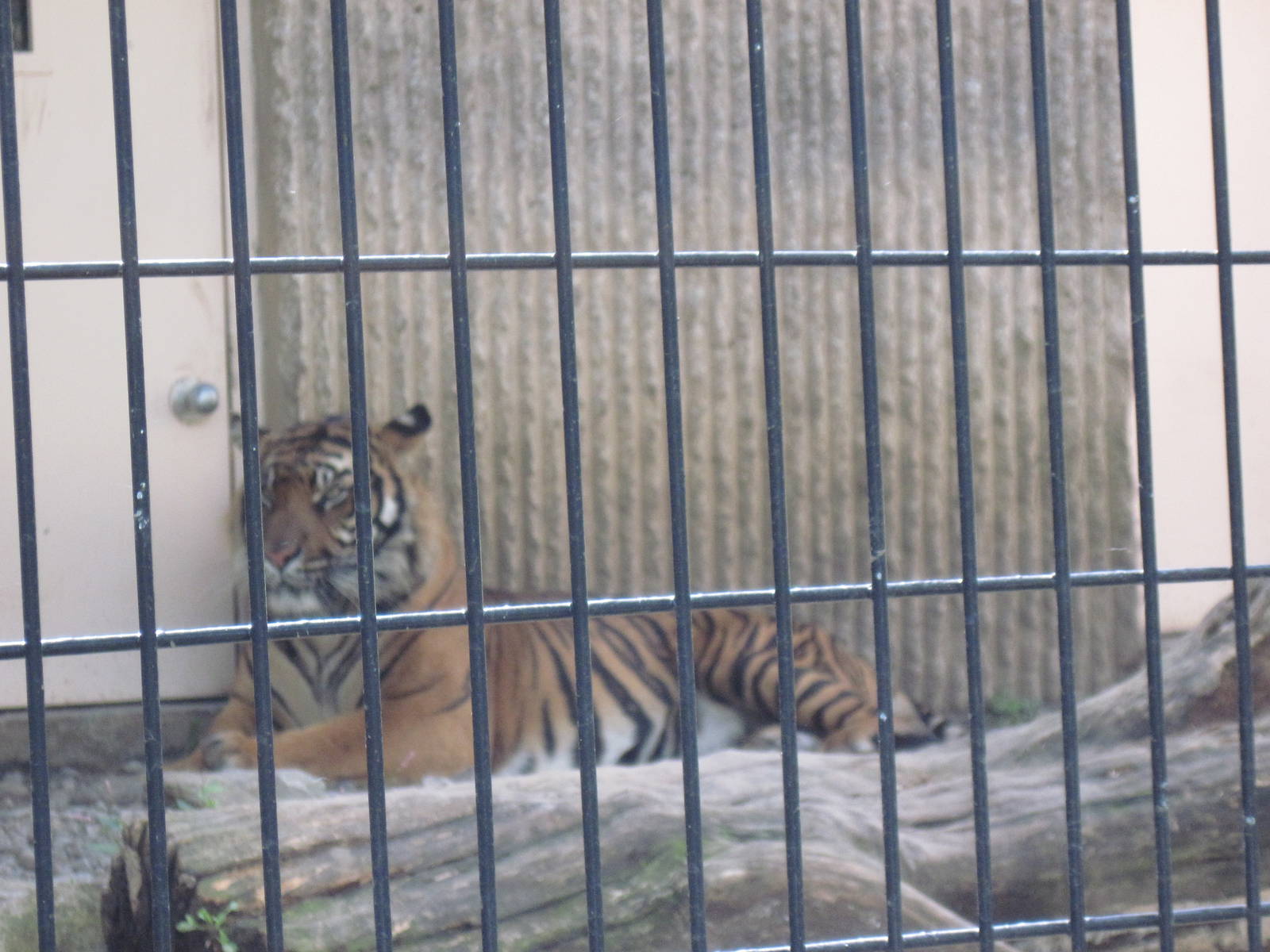 Tiger Trail-Sumatran Tiger