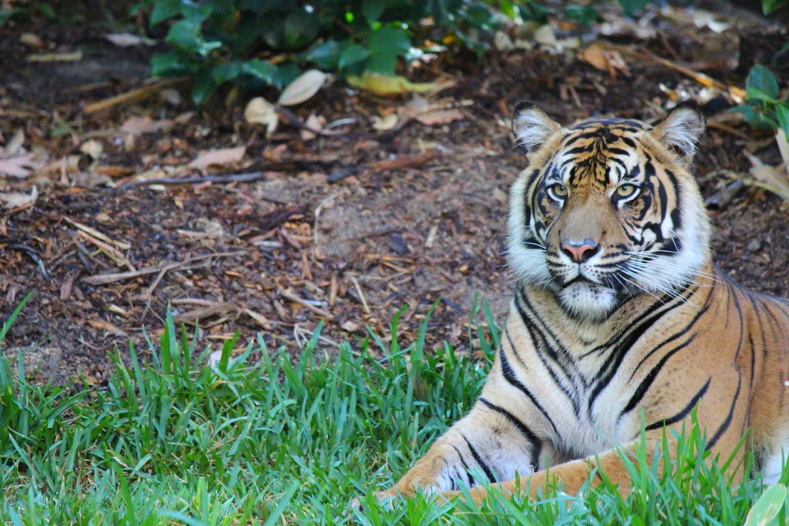 Tiger Trail - Sumatran Tiger