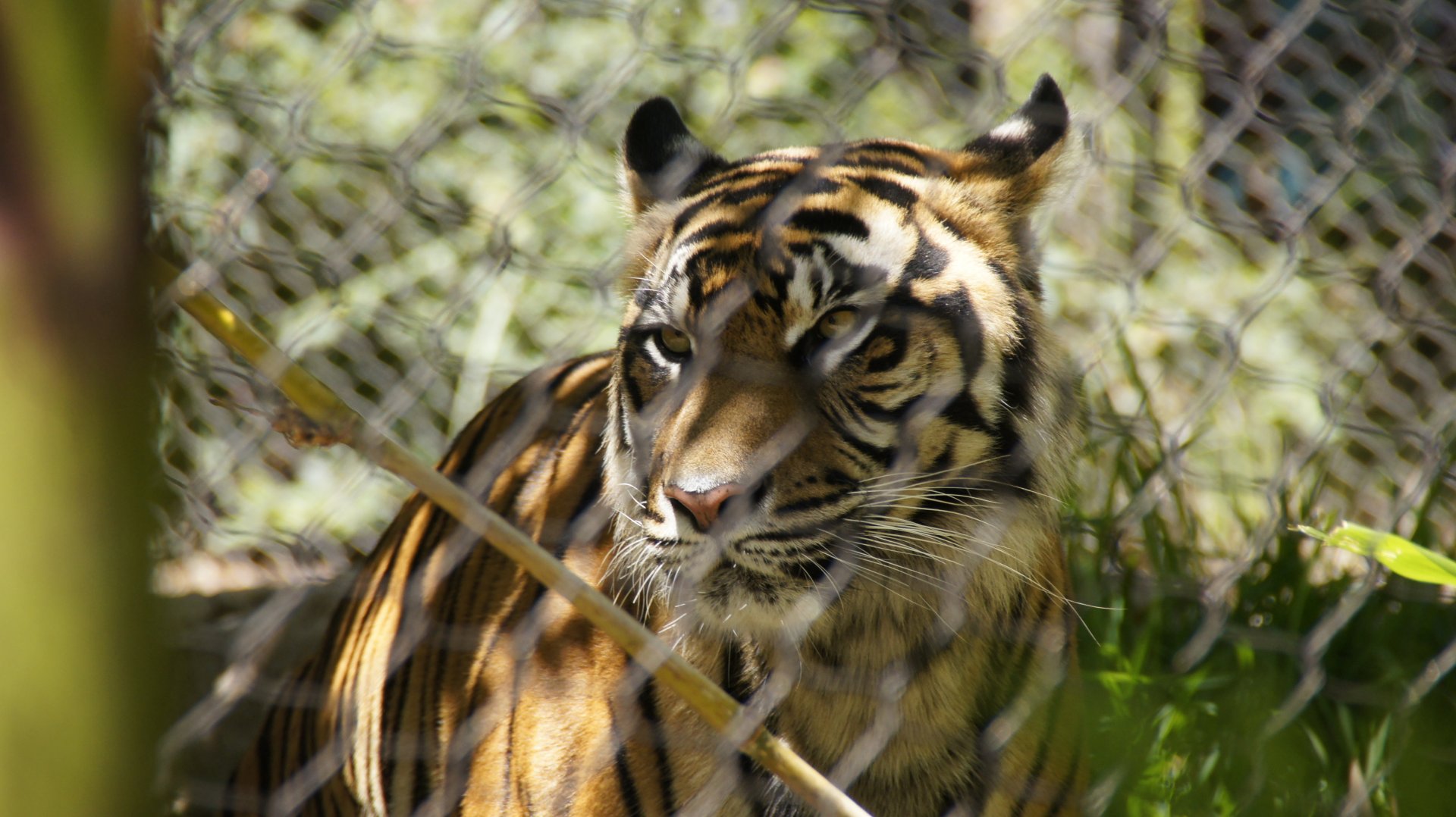Tiger Trail - Sumatran Tiger