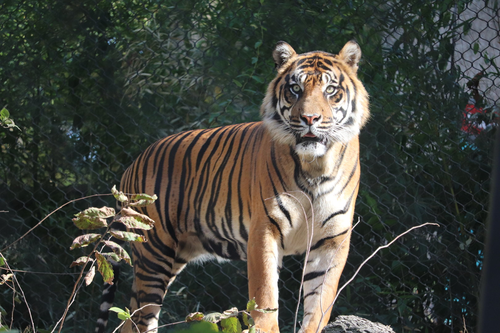 Tiger Trail - Sumatran Tiger