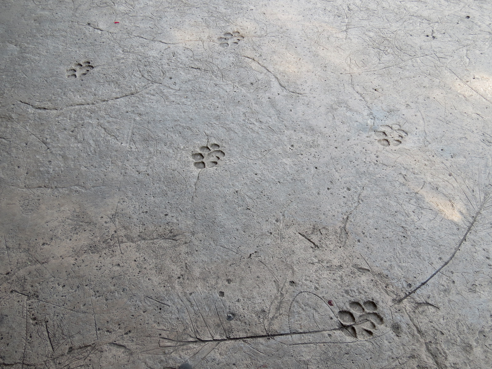 Tiger Trail - Third Sumatran Tiger Exhibit - Waterfall Viewing Area