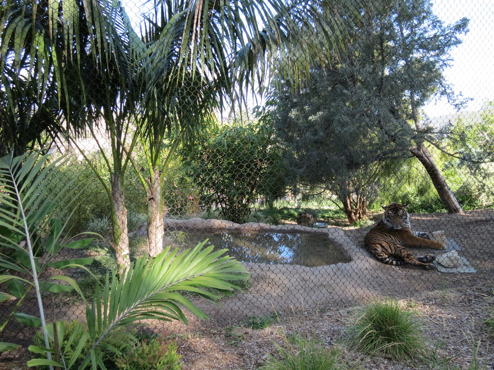 Tiger Trail - Third Sumatran Tiger Exhibit