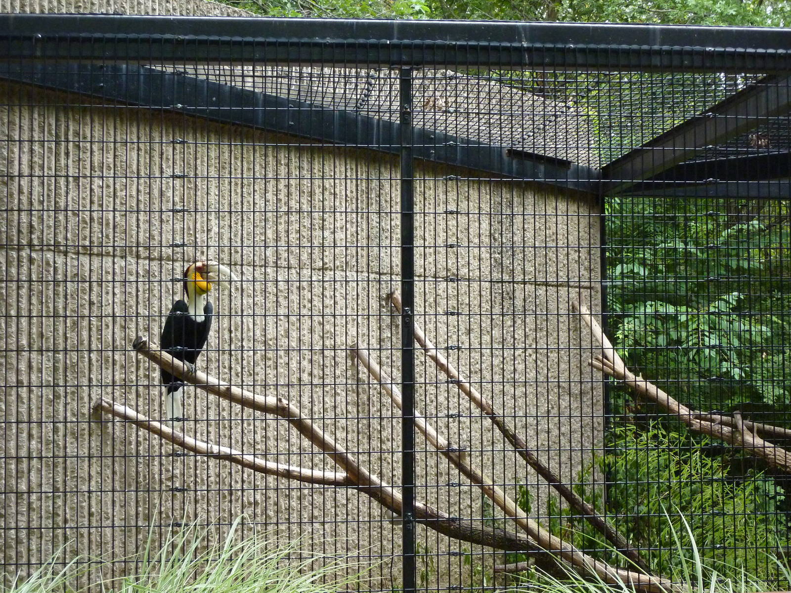 Tiger Trail - Wreathed Hornbill Enclosure