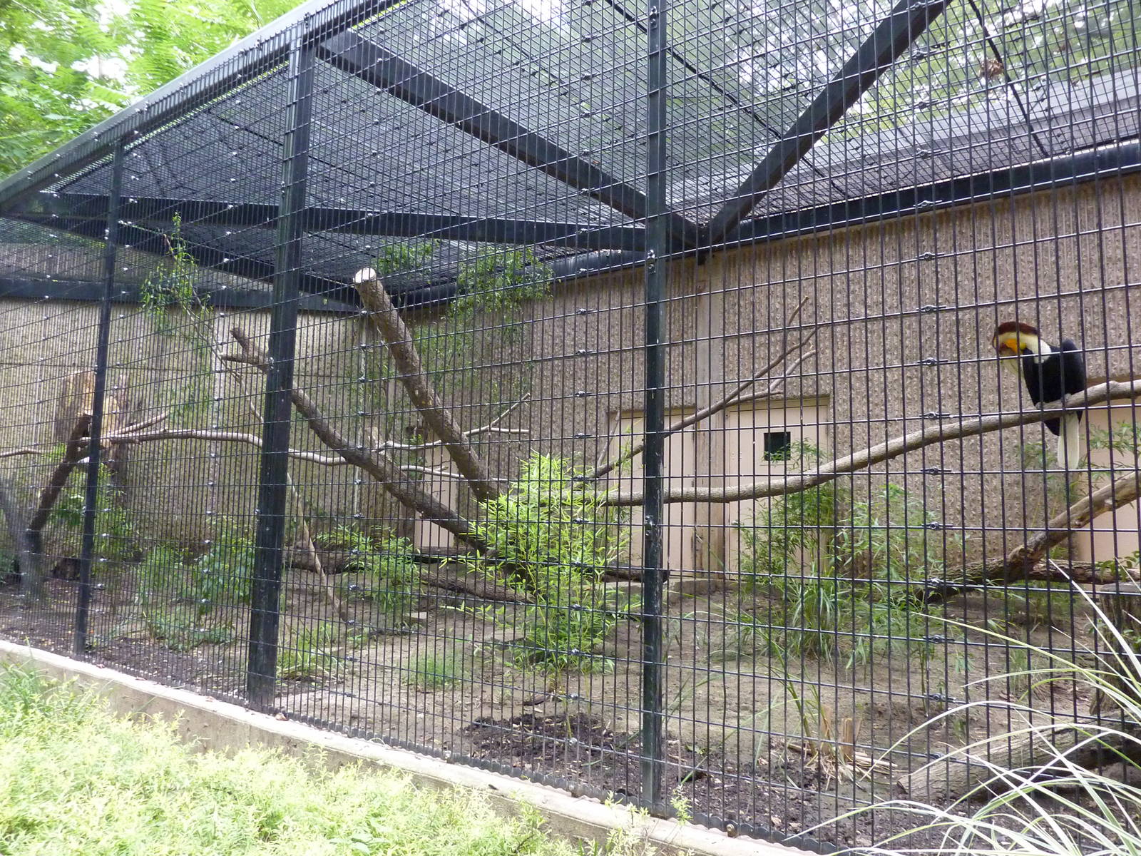 Tiger Trail - Wreathed Hornbill Enclosure