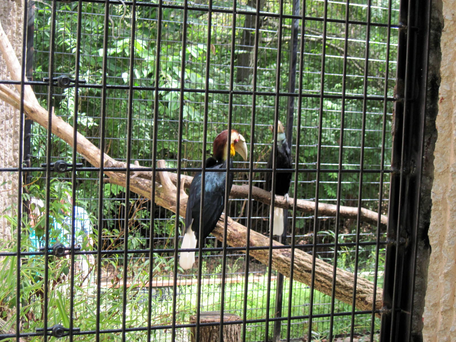 Tiger Trail-Wreathed Hornbills