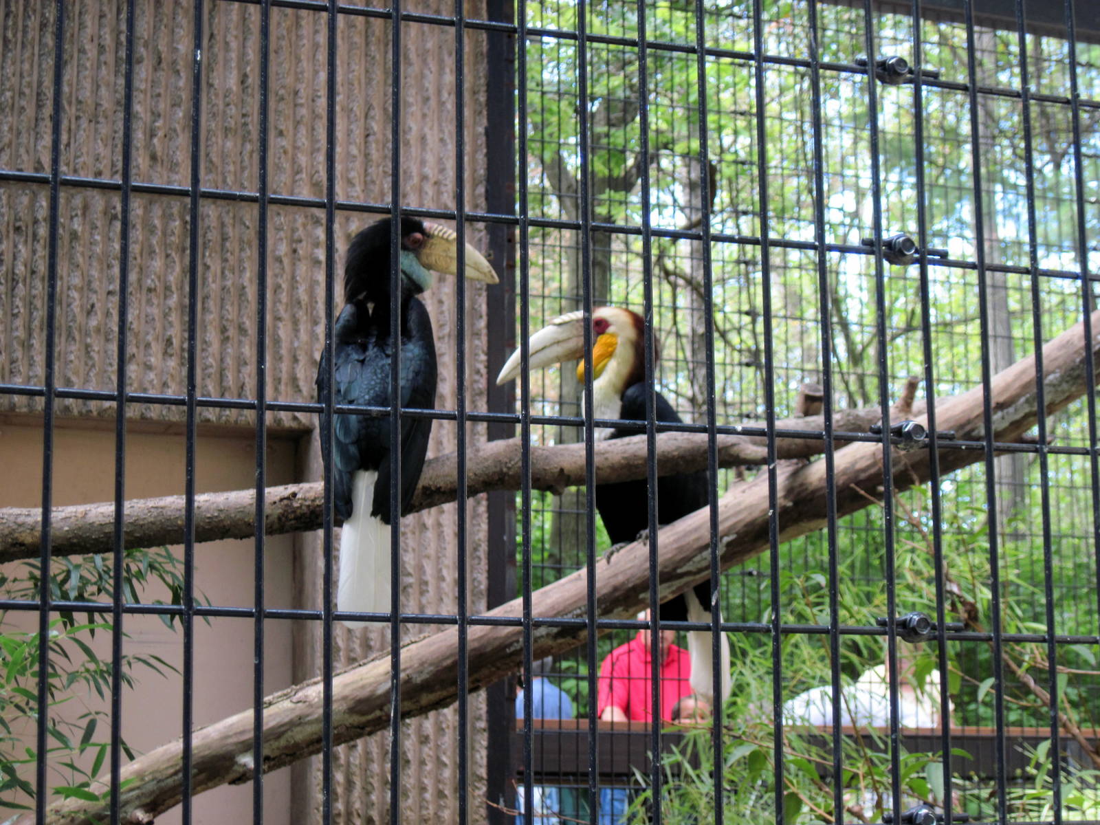 Tiger Trail-Wreathed Hornbills