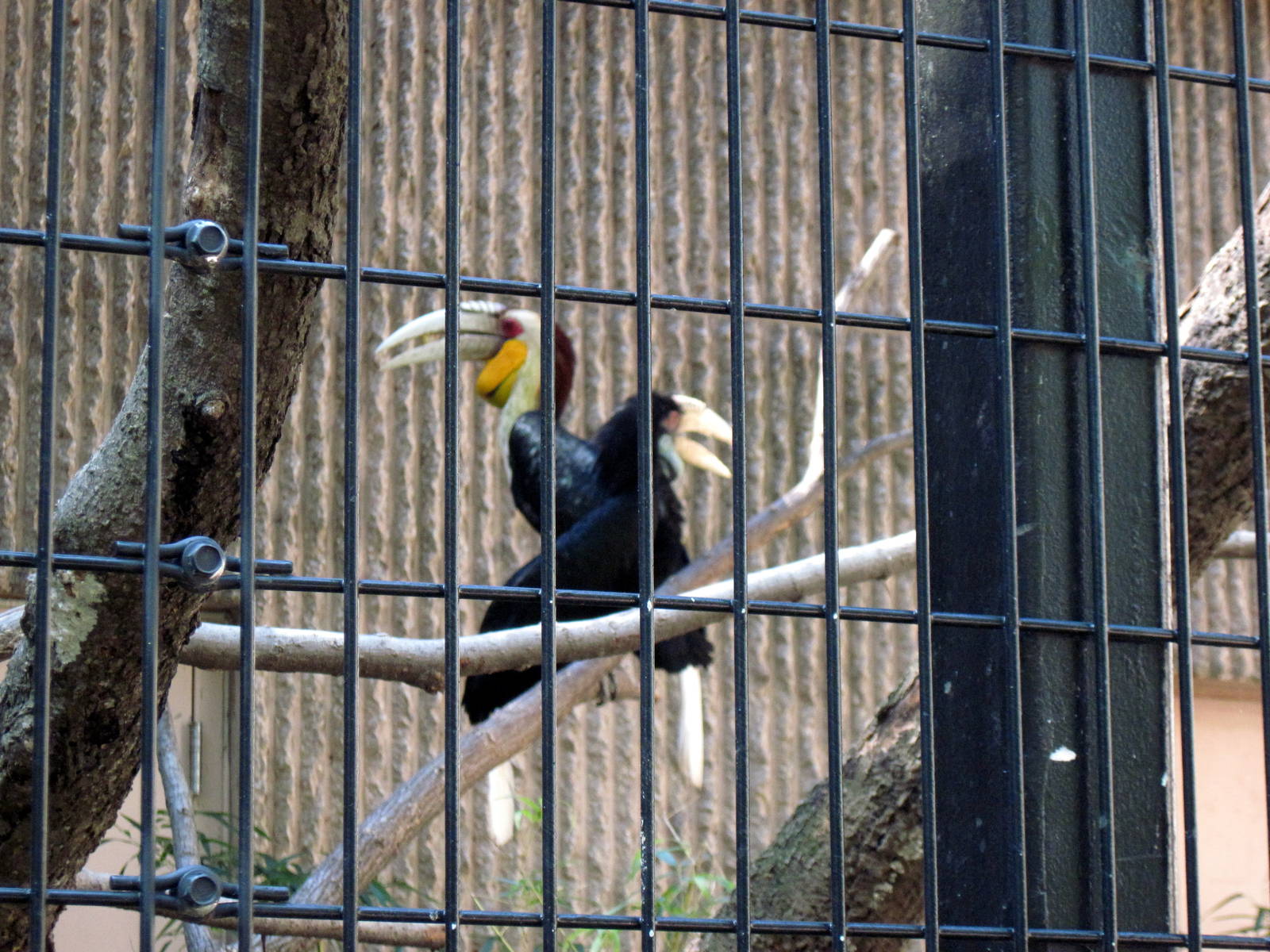 Tiger Trail-Wreathed Hornbills