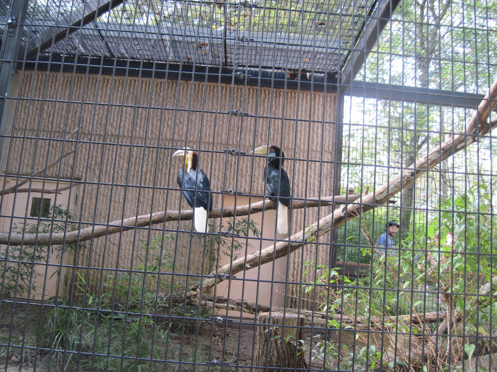 Tiger Trail-Wreathed Hornbills