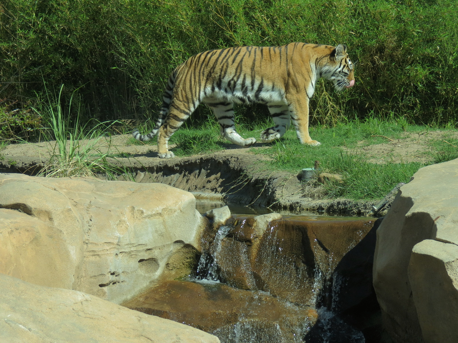 Tiger Trek - Amur Tiger Exhibit 2