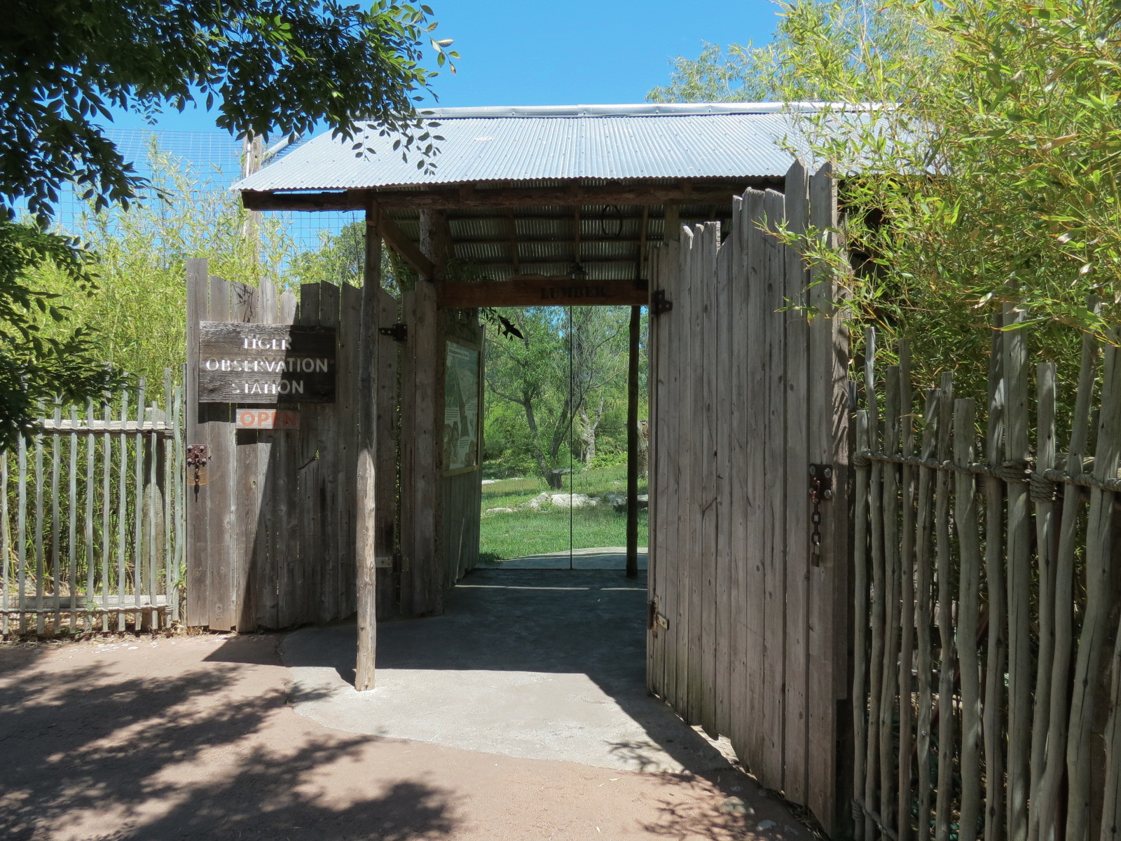 Tiger Trek - Amur Tiger Exhibit 2