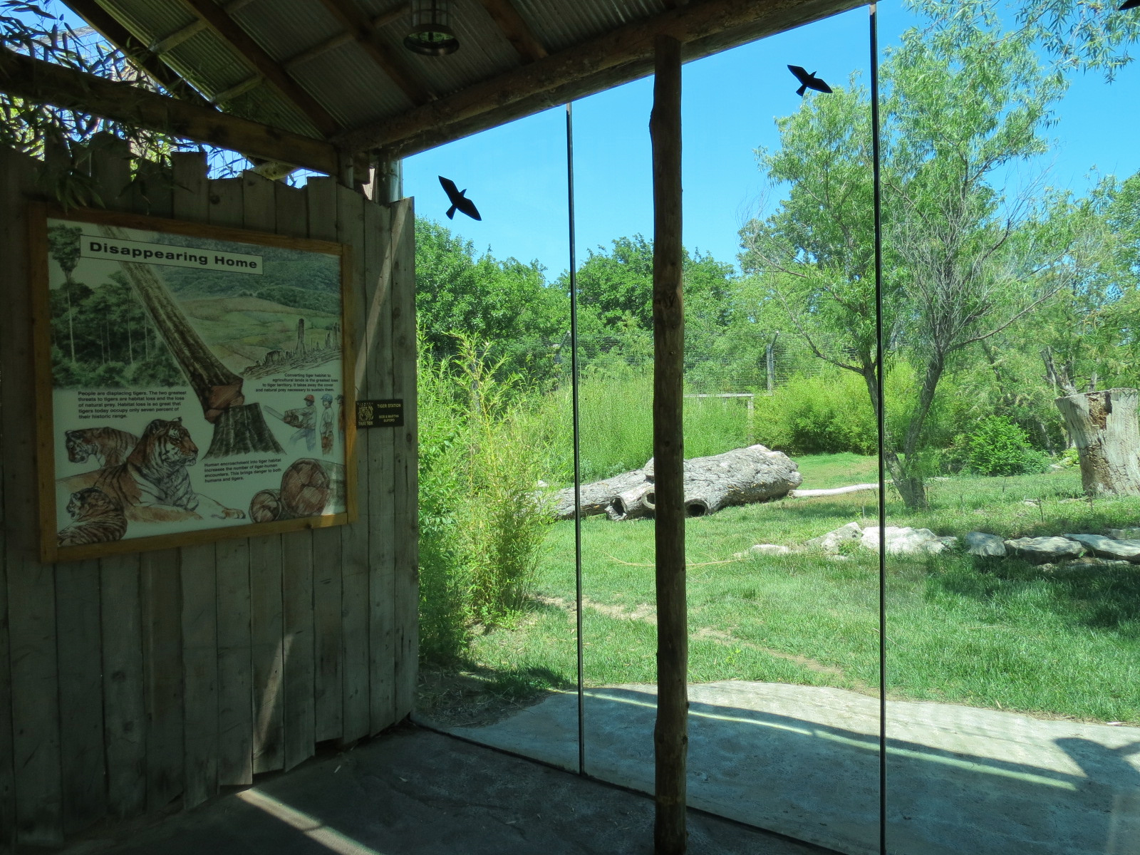 Tiger Trek - Amur Tiger Exhibit 2