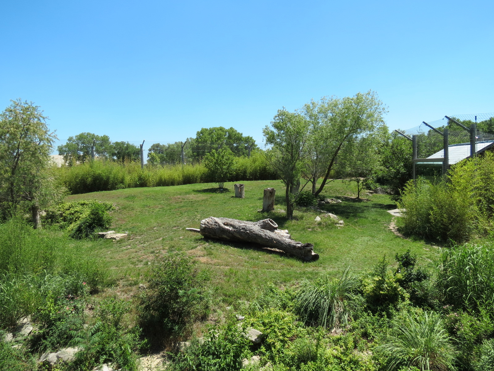 Tiger Trek - Amur Tiger Exhibit 2