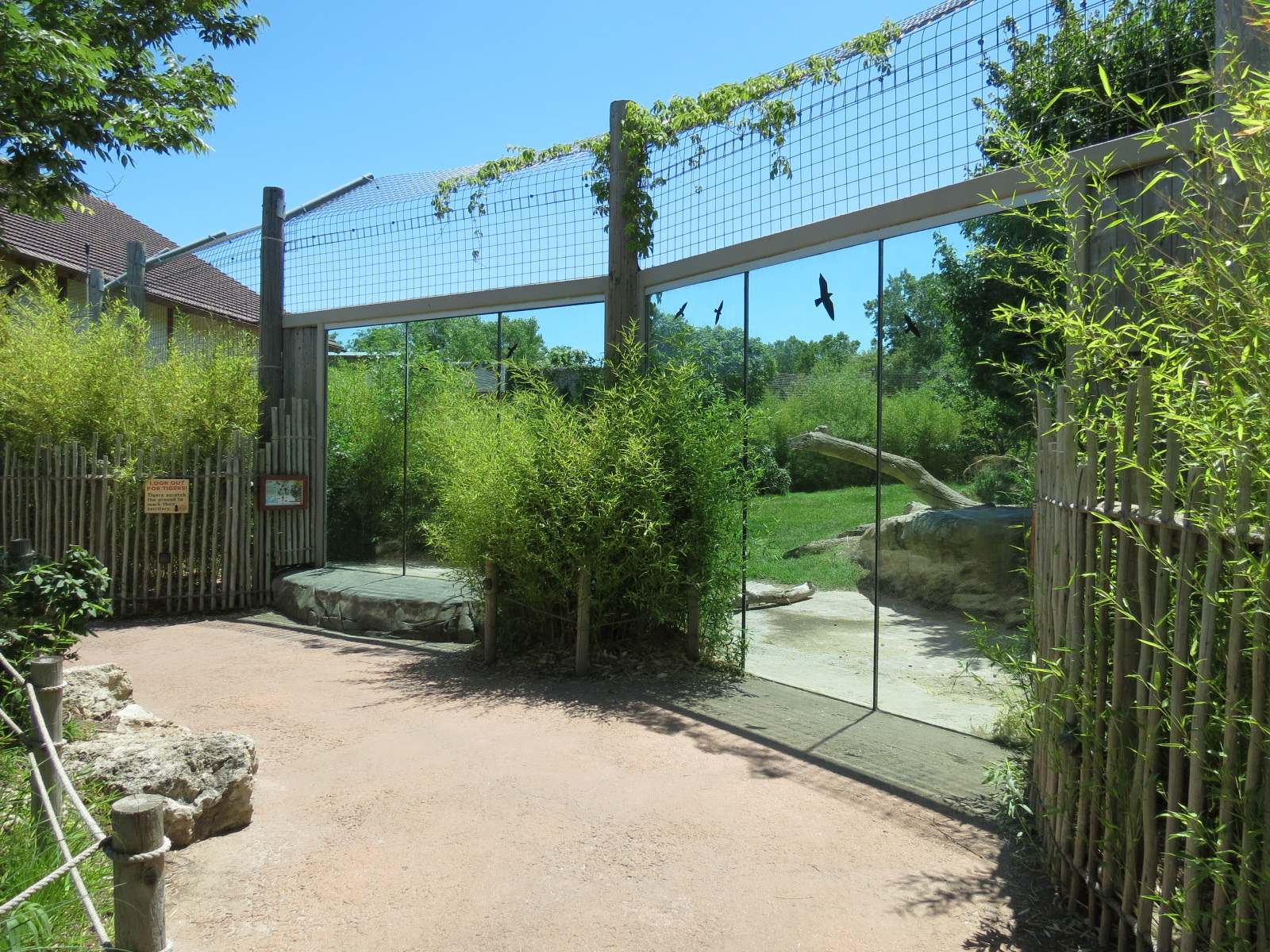 Tiger Trek - Amur Tiger Exhibit
