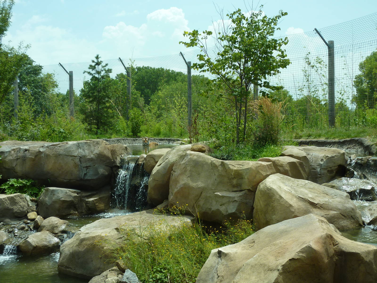 Tiger Trek - Bathing Tiger