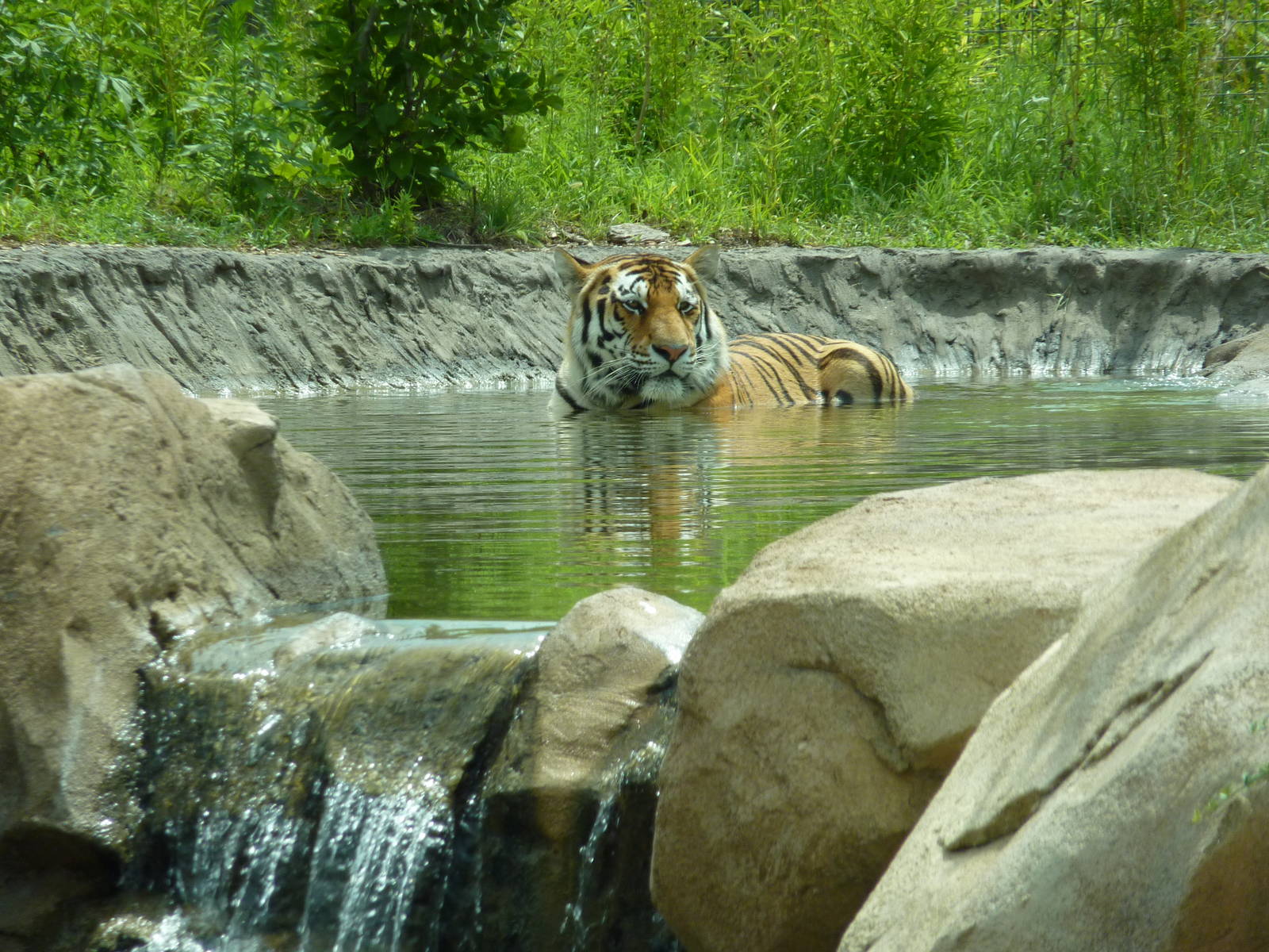 Tiger Trek - Bathing Tiger