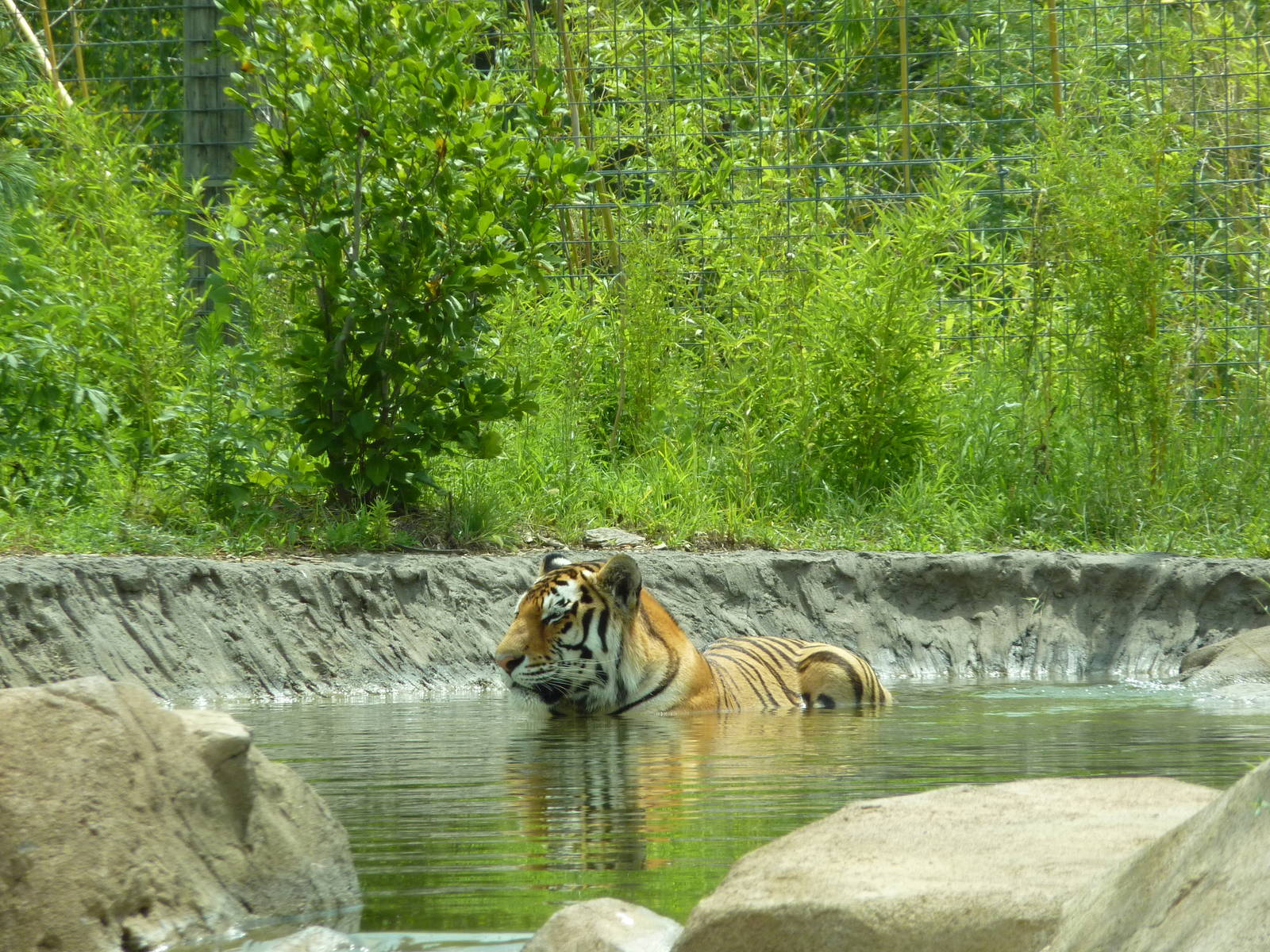 Tiger Trek - Bathing Tiger