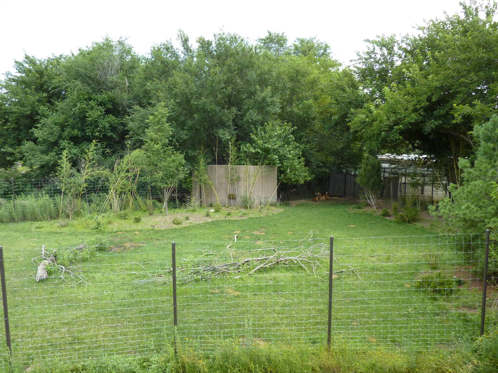 Tiger Trek - Burmese Brow-Antlered Deer Exhibit