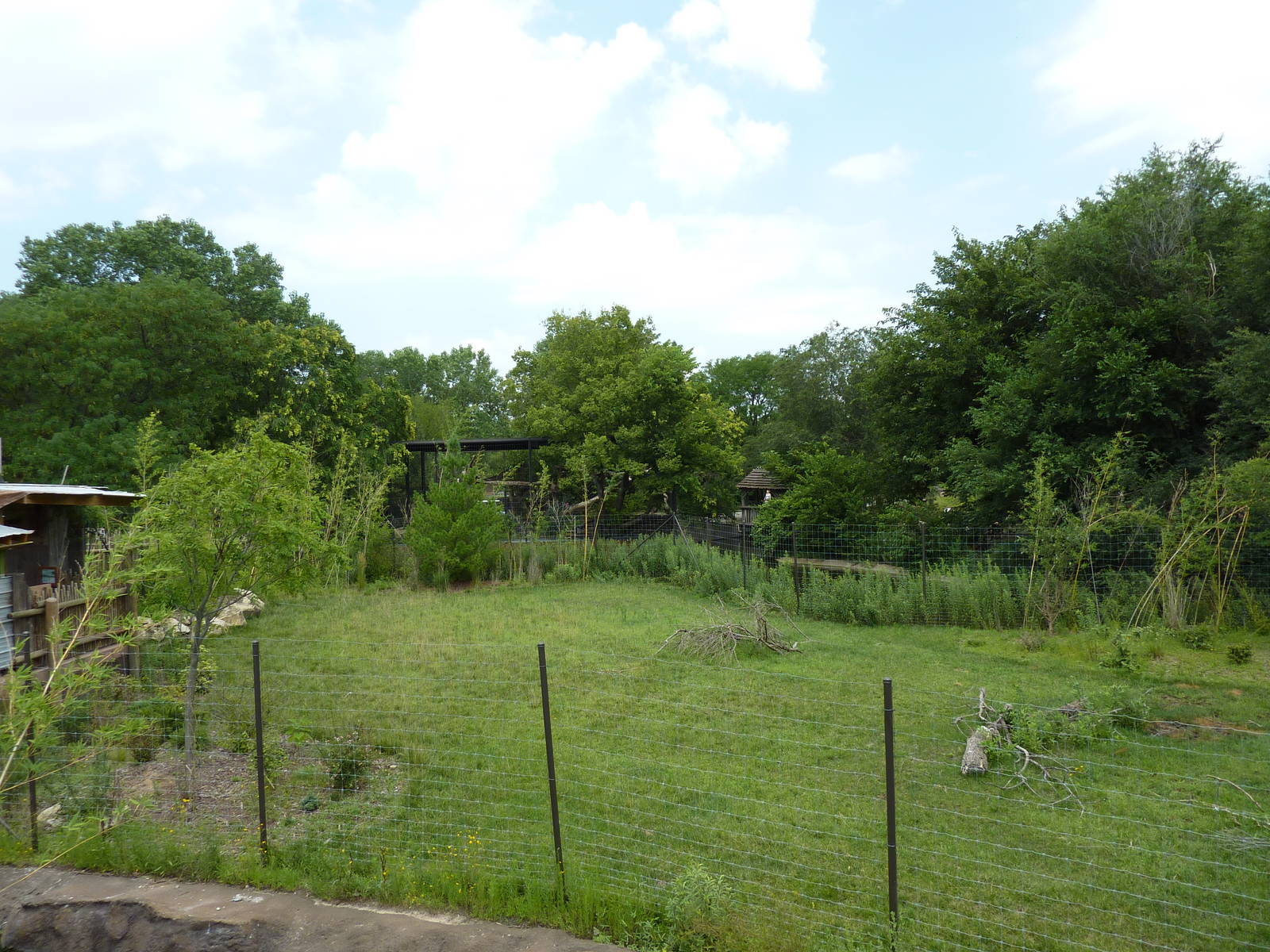 Tiger Trek - Burmese Brow-Antlered Deer Exhibit