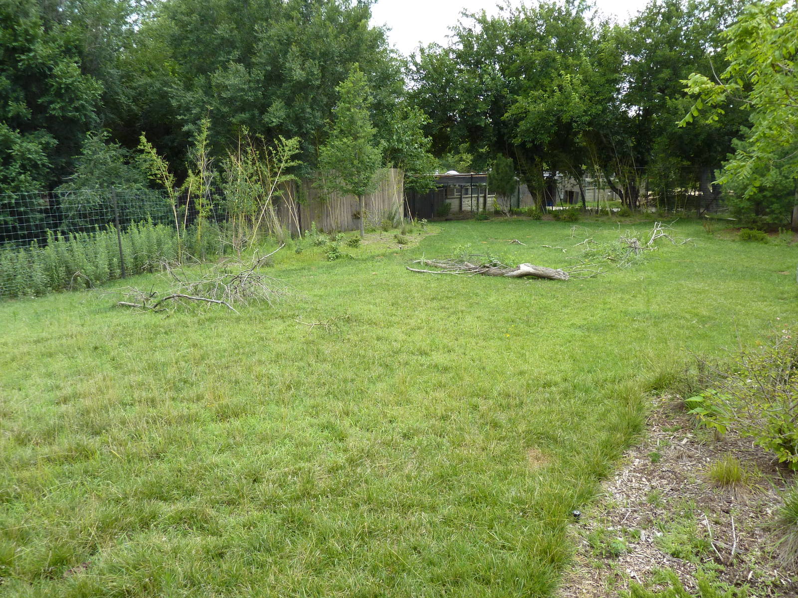 Tiger Trek - Burmese Brow-Antlered Deer Exhibit