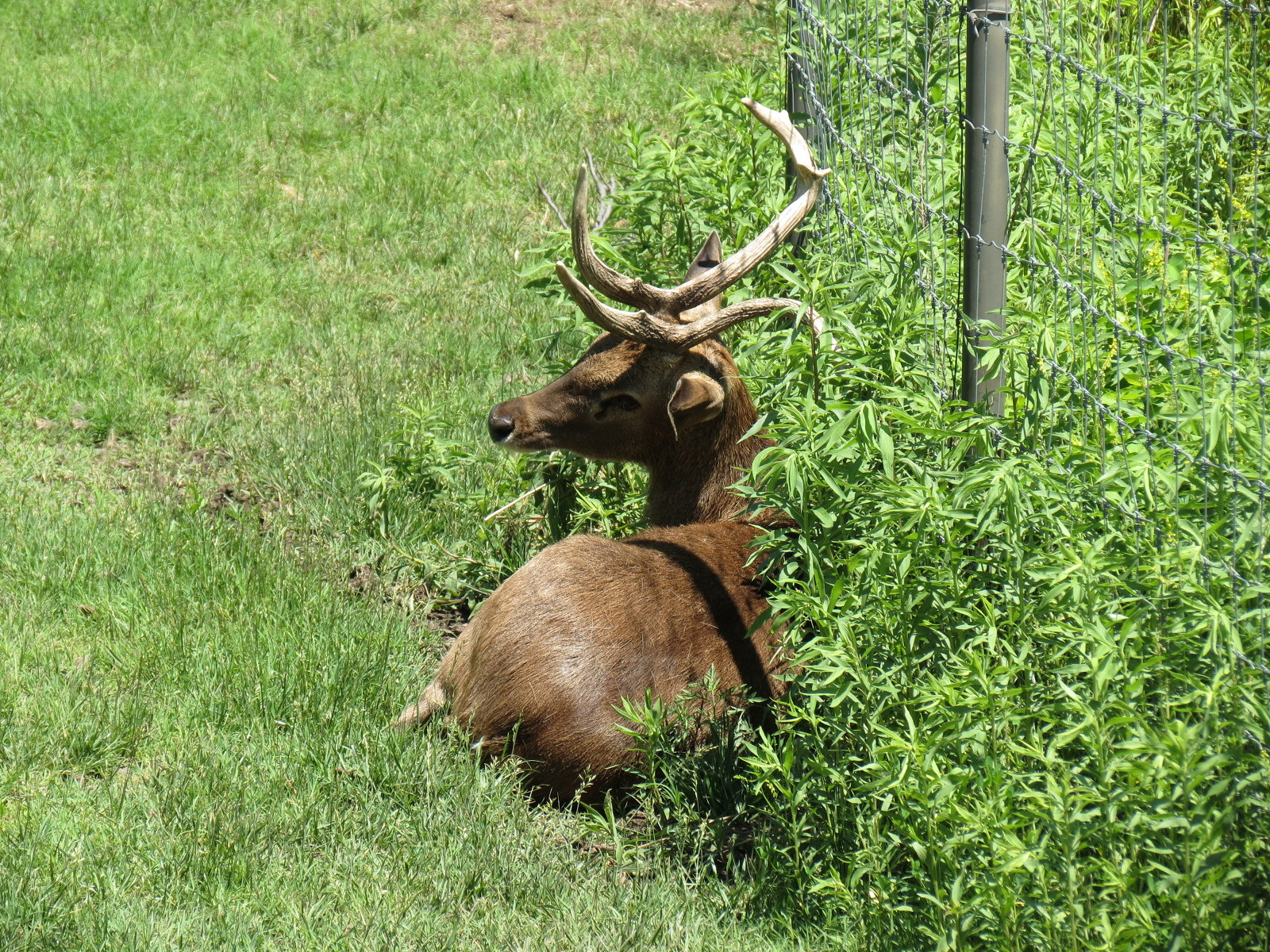 Tiger Trek - Burmese Brow-antlered Deer Exhibit