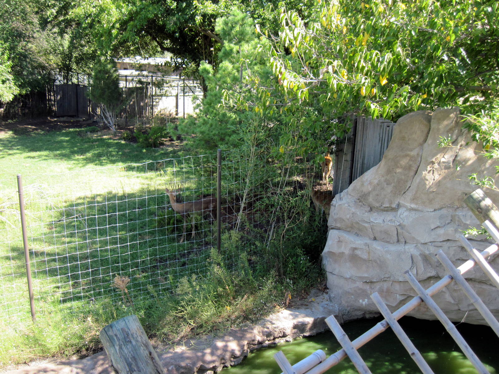 Tiger Trek-Eld's Deer