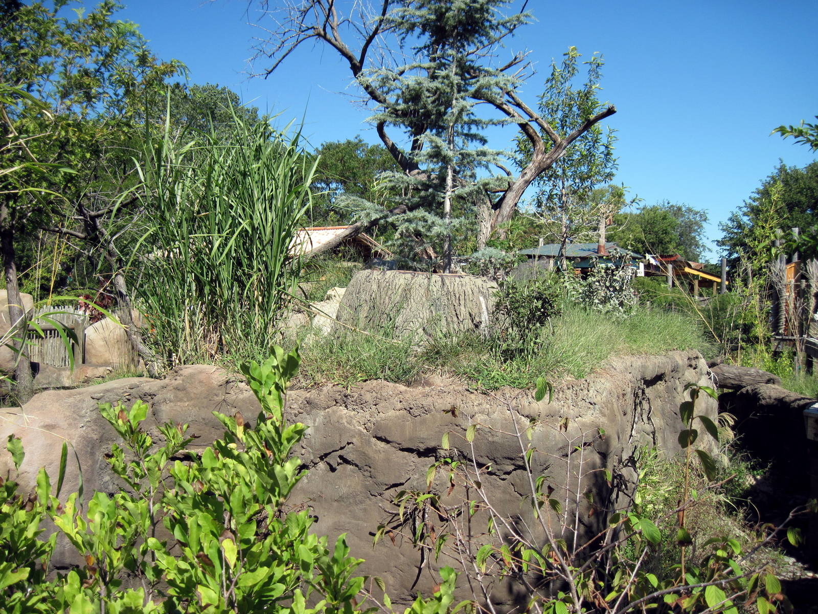 Tiger Trek-Red Panda