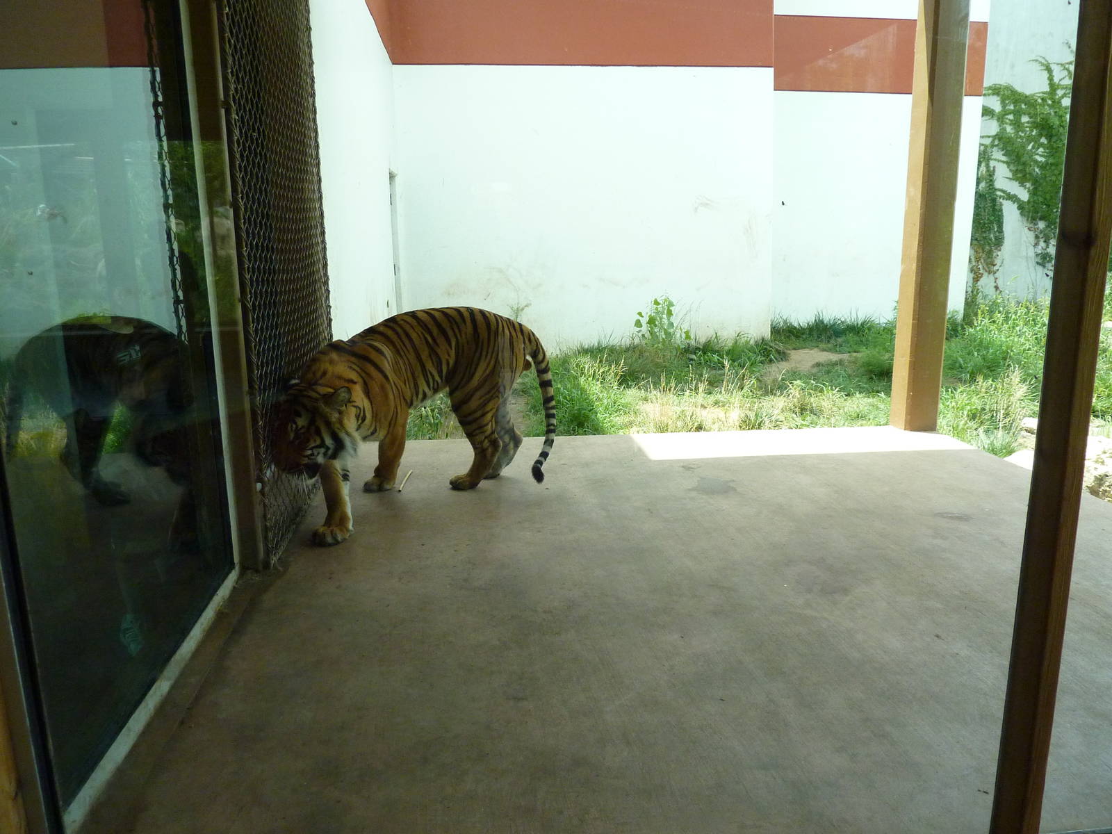 Tiger Trek - Tiger Exhibit