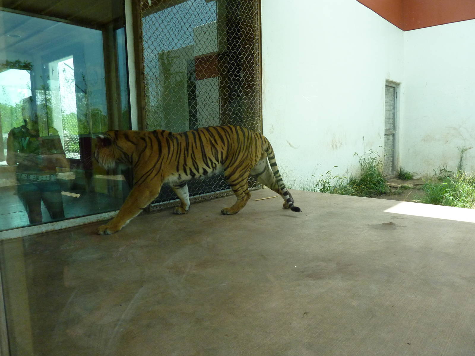 Tiger Trek - Tiger Exhibit