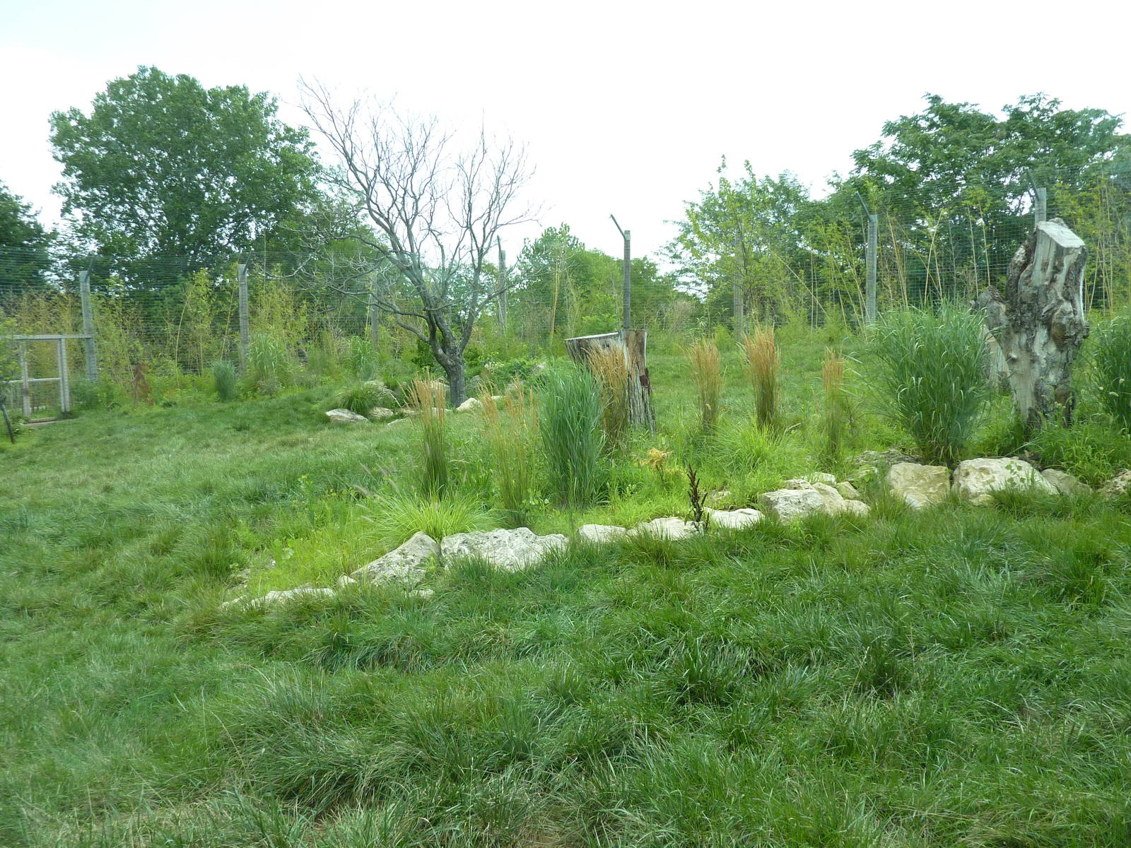 Tiger Trek - Tiger Exhibit