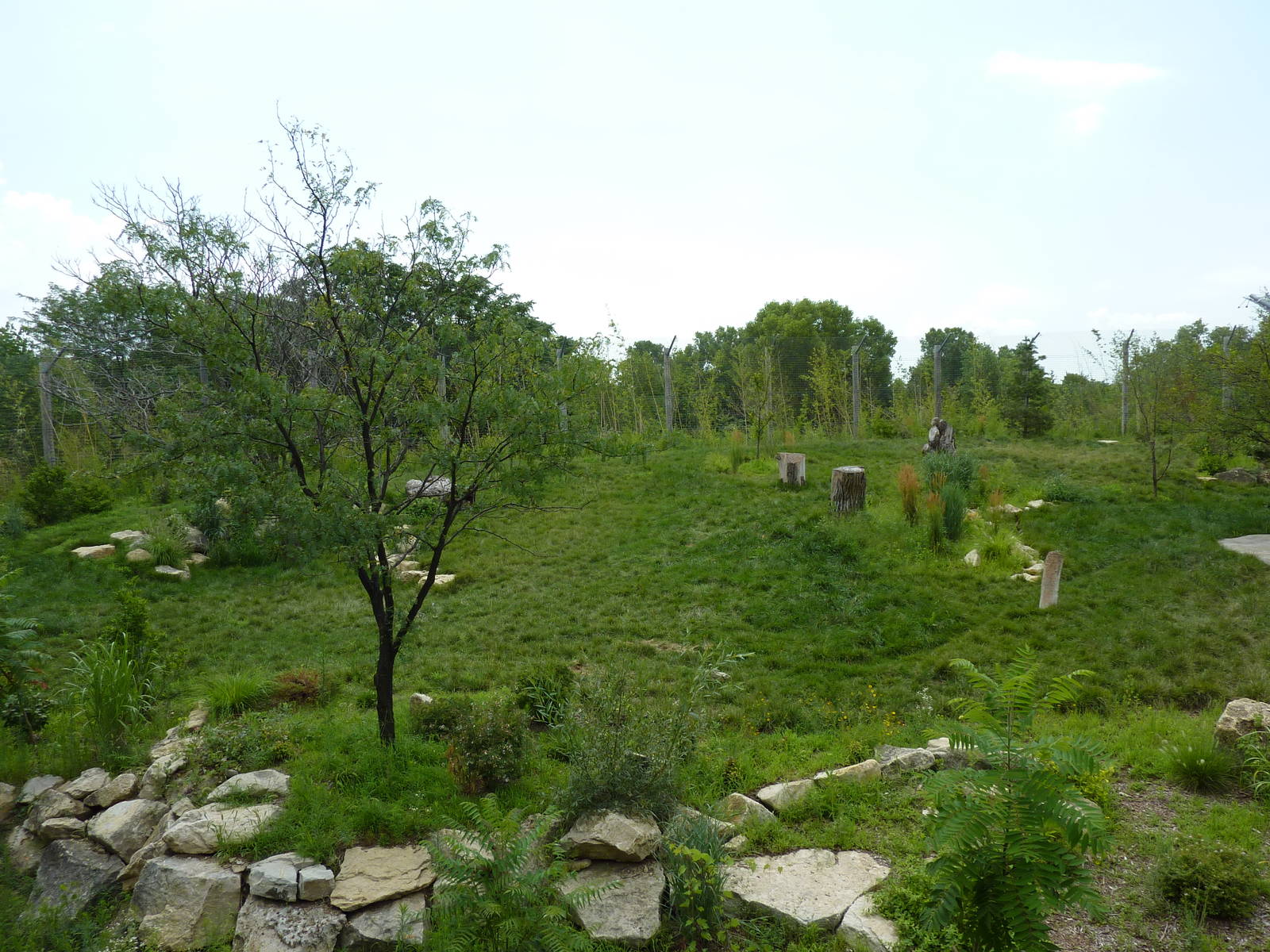 Tiger Trek - Tiger Exhibit