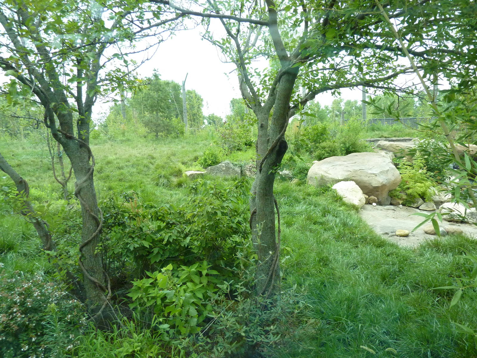 Tiger Trek - Tiger Exhibit