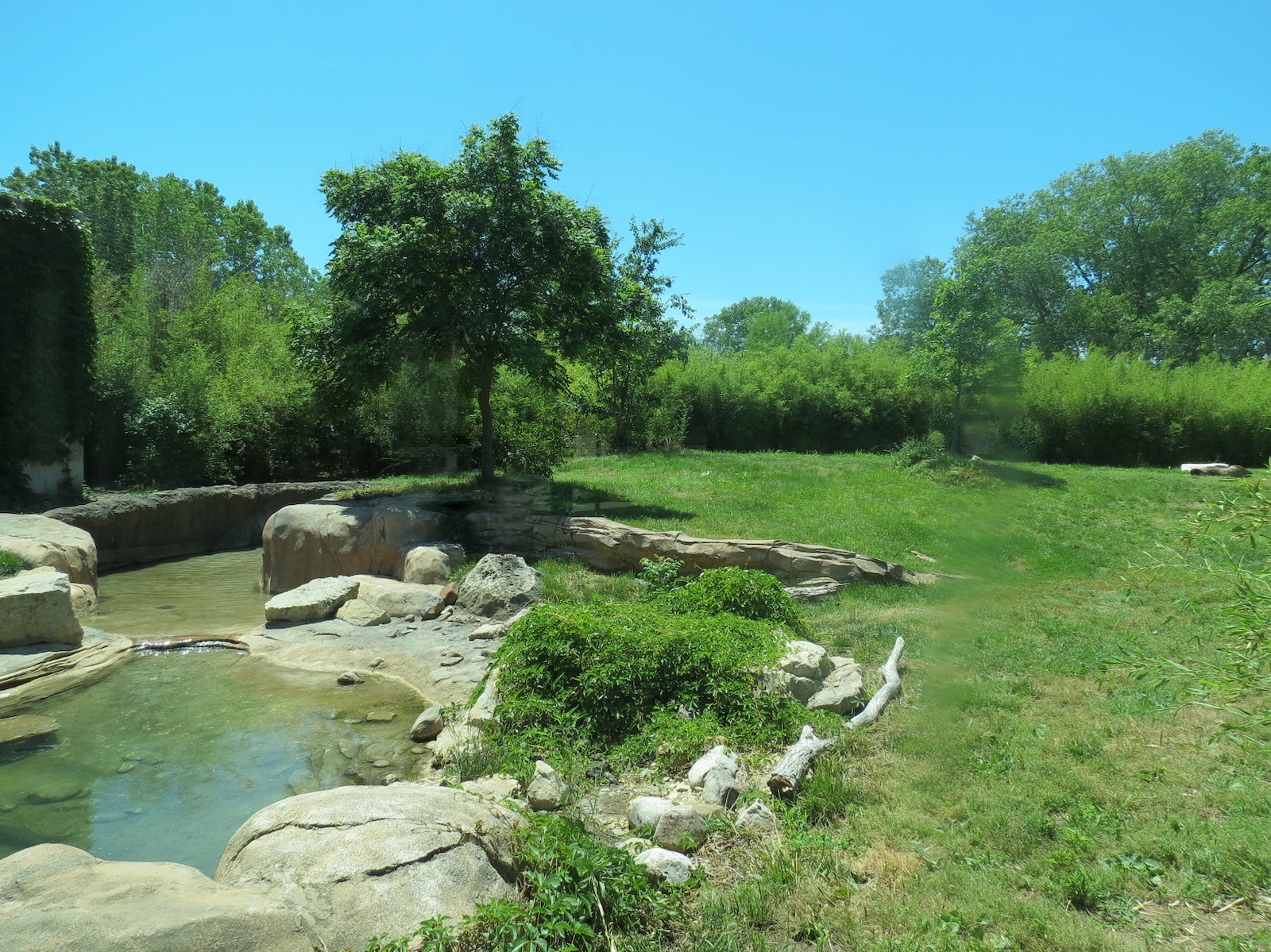 Tiger Trek - Tiger Reserve Lodge View of Amur Tiger Exhibit 1