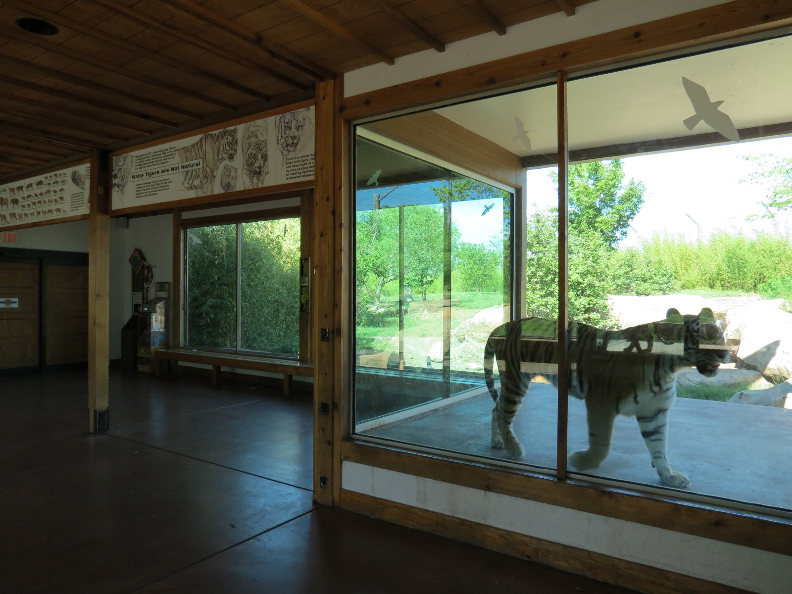 Tiger Trek - Tiger Reserve Lodge View of Amur Tiger Exhibit 2