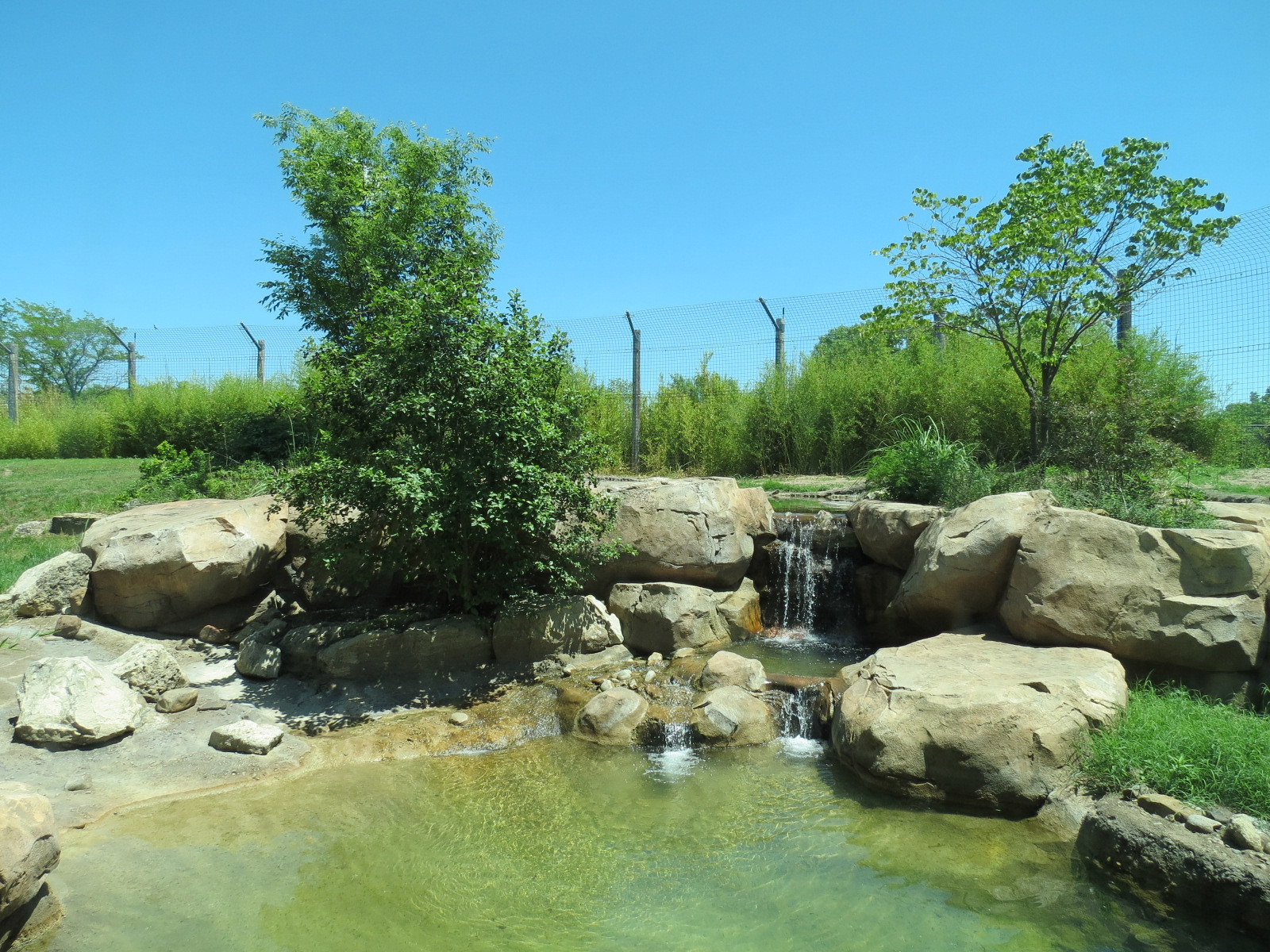 Tiger Trek - Tiger Reserve Lodge View of Amur Tiger Exhibit 2