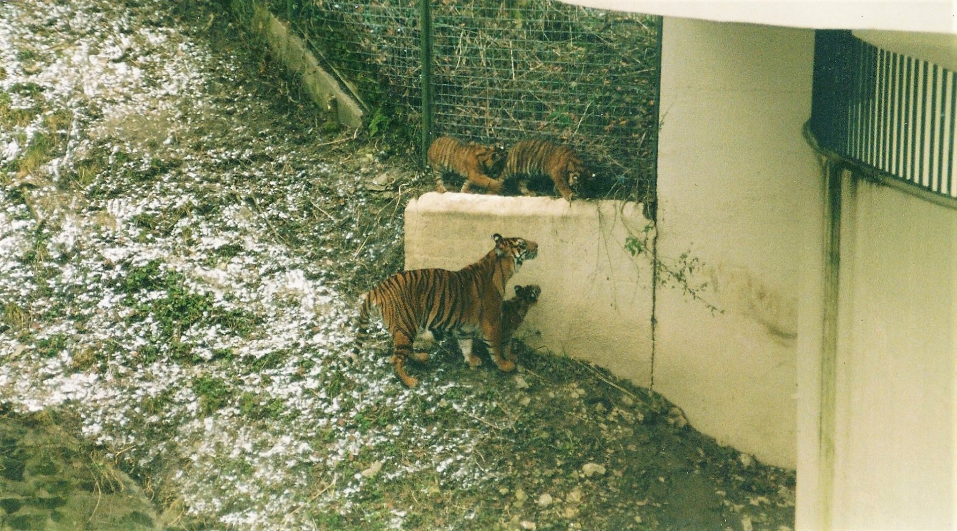 Tiger triplets, Dudley, 2003