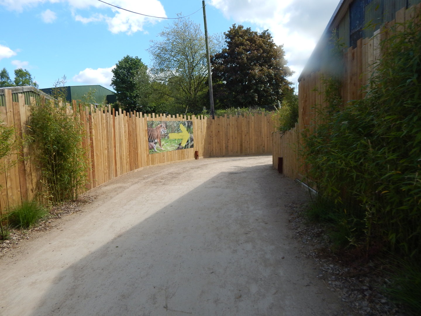 Tiger Tropics 150523