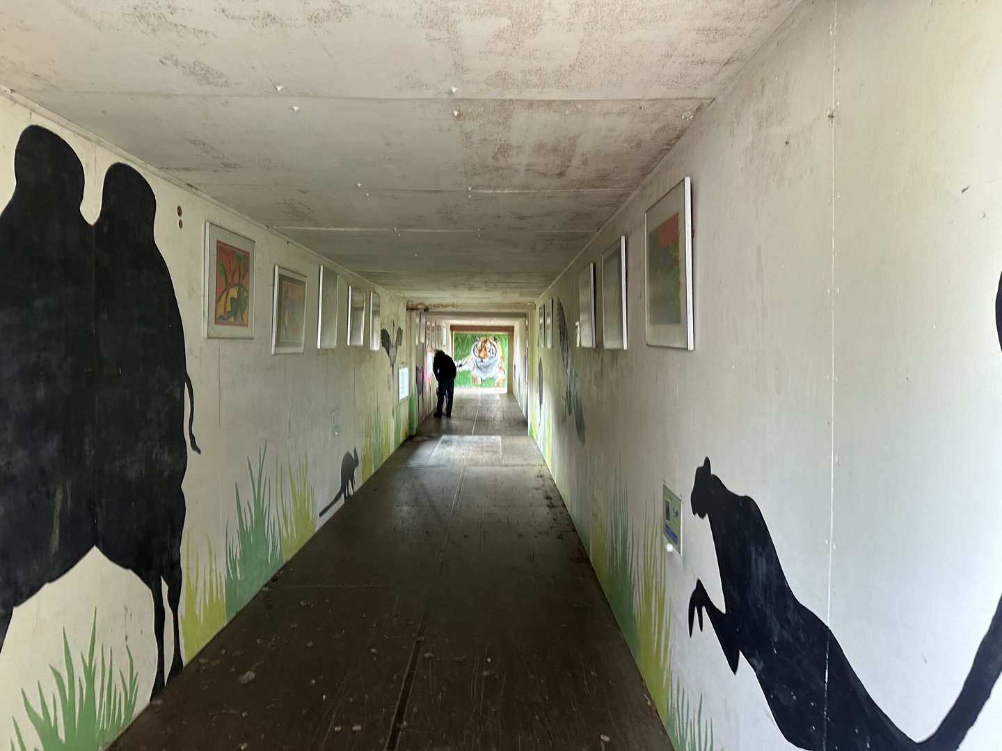 Tiger Tunnel at Hamerton Zoo Park (October 2023)