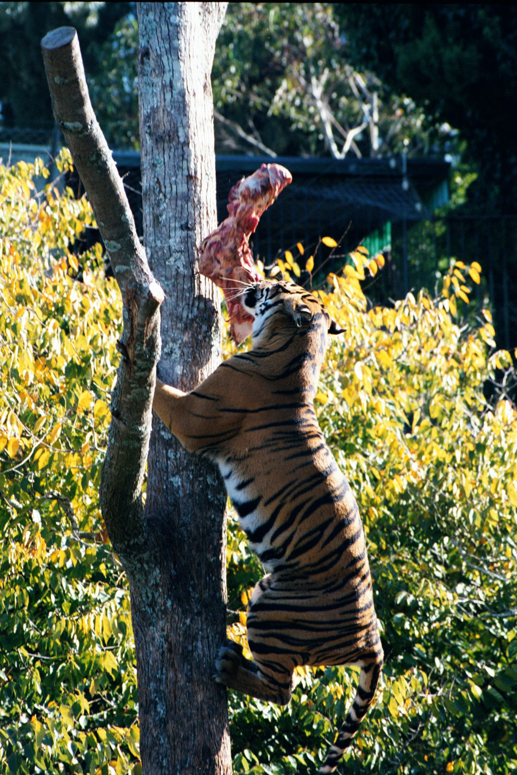 Tiger up a tree - Apr 2002
