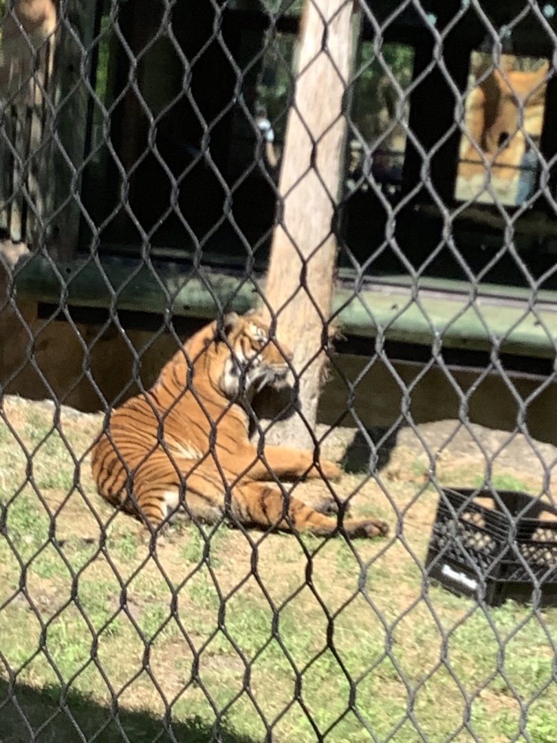 Tiger up close to viewing area 3/21/24
