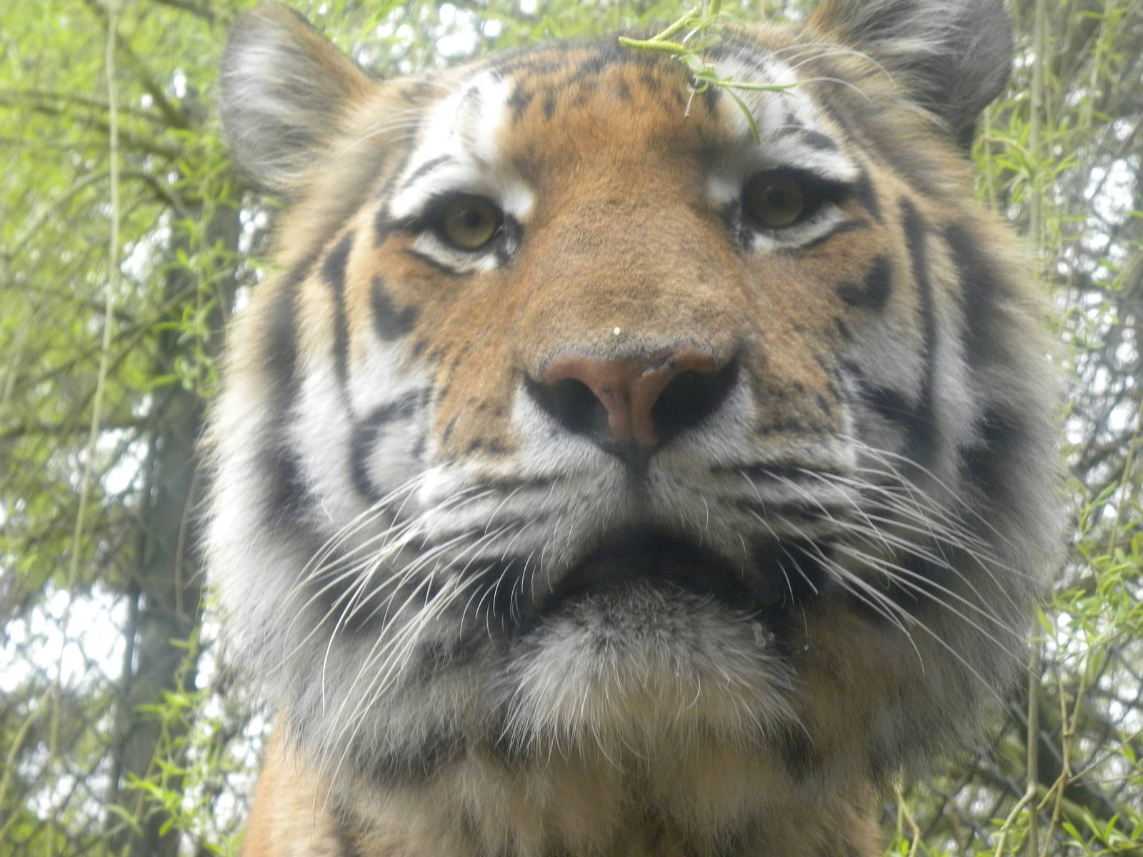 Tiger up close