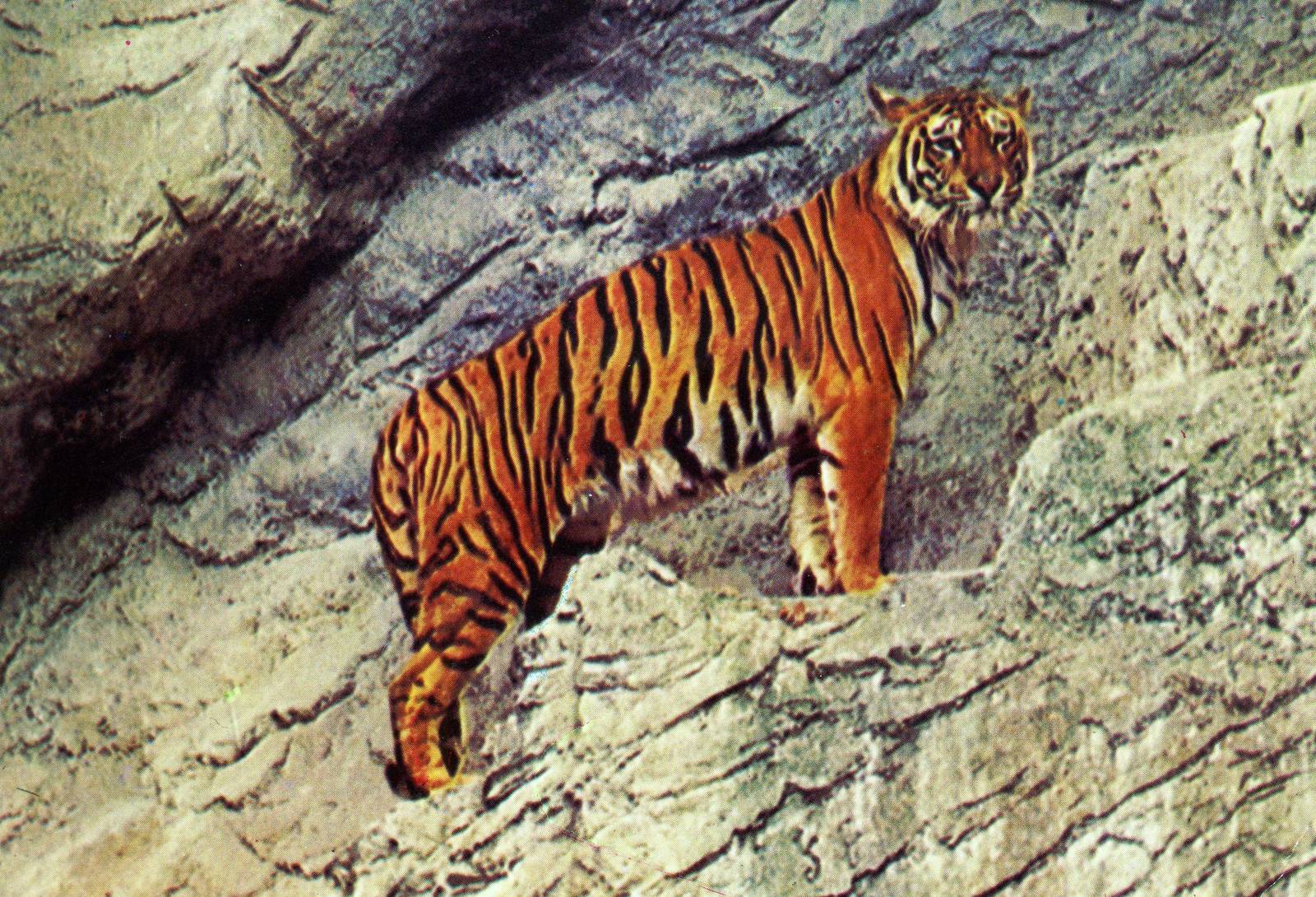 Tiger up in the artificial cliff