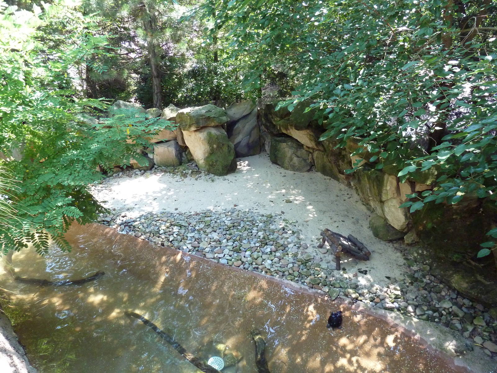 Tiger Valley - Black-Necked Swan Exhibit